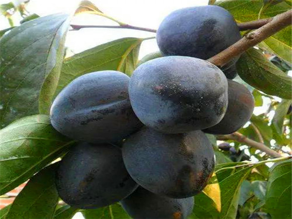 黑柿子樹(shù)苗